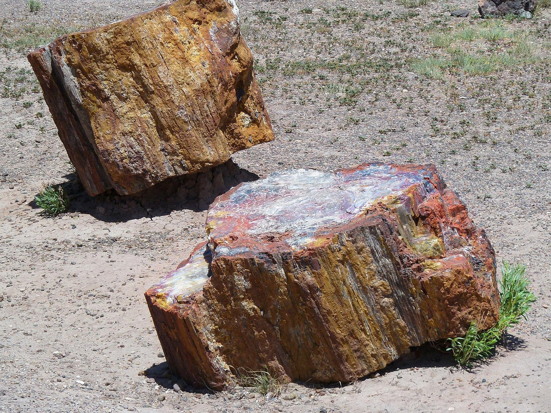 Versteinertes Holz - Einsicht