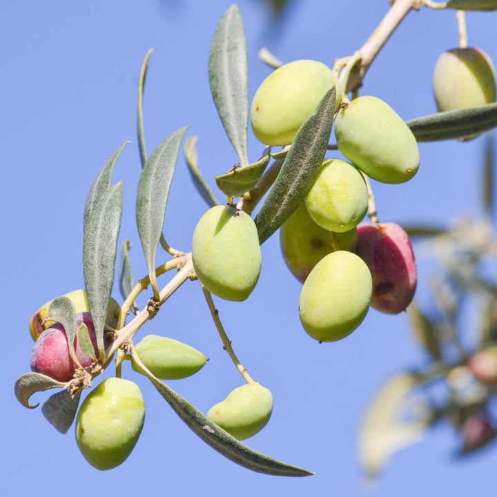 OLIVENBAUM Olea europaea Knospenextrakt 30ml